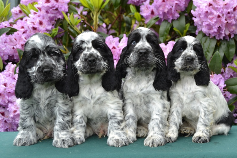 21-Chris, Chiko, Charlie, Chessy.JPG